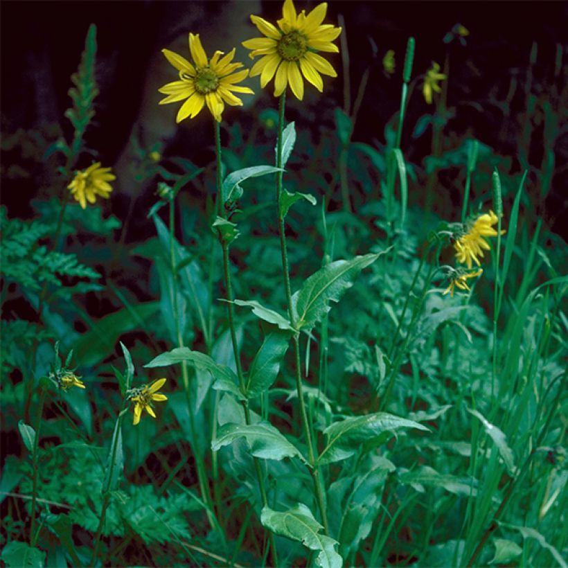 Helianthella quinquenervis - Petit tournesol à cinq nervures (Plant habit)