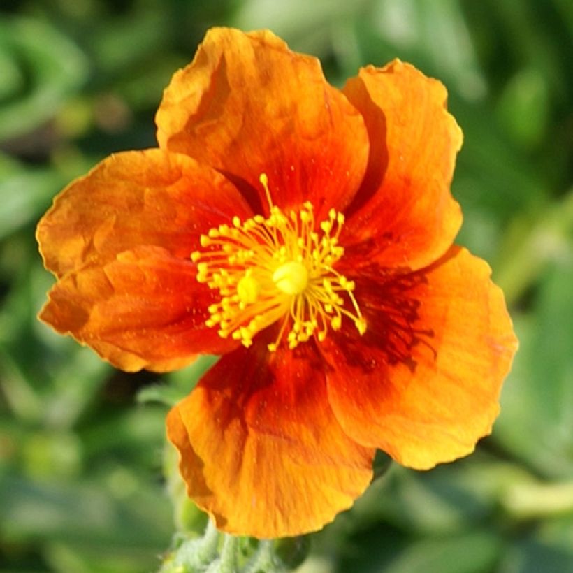 Helianthemum Ben Alder - Hélianthème orange à coeur rouge (Flowering)