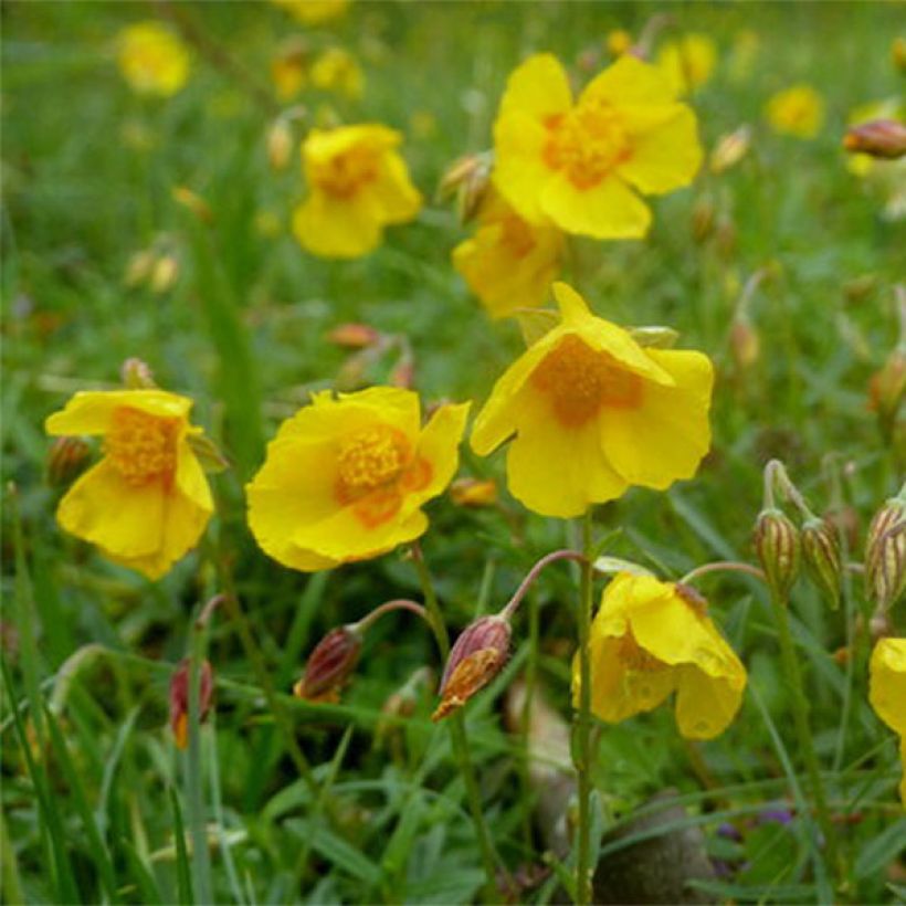 Helianthemum Ben Fhada - Hélianthème jaune vif à cœur orange (Flowering)