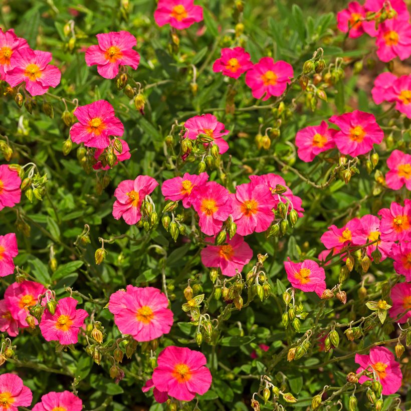 Helianthemum Ben Hope - Hélianthème rose carminé. (Plant habit)