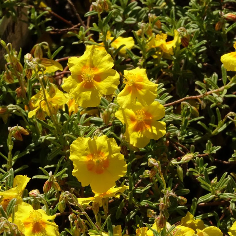 Helianthemum Golden Queen - Hélianthème (Flowering)