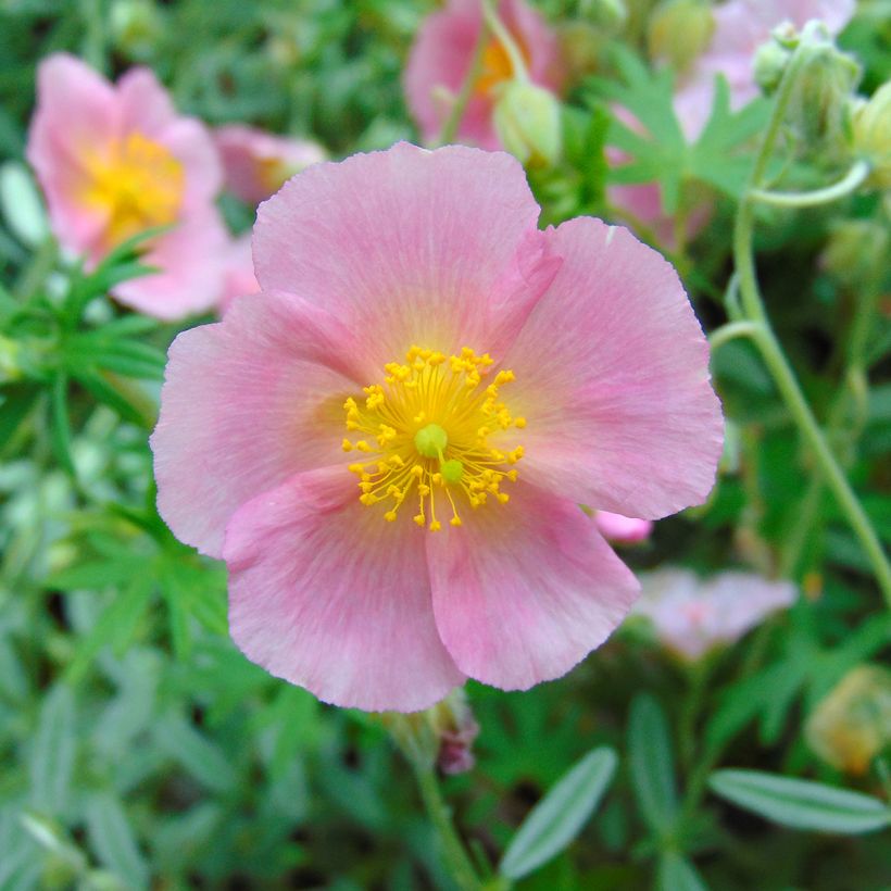 Helianthemum Rhodanthe Carneum - Hélianthème rose pastel. (Flowering)