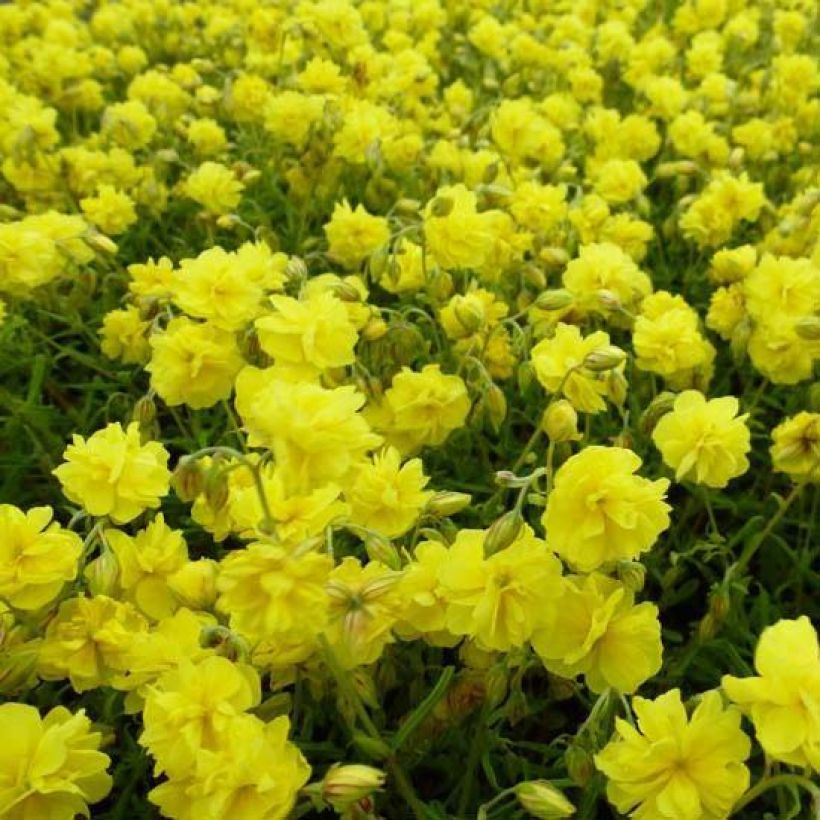 Helianthemum Sulphureum Plenum (Flowering)