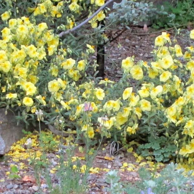 Hélianthème Wisley Primrose (Plant habit)