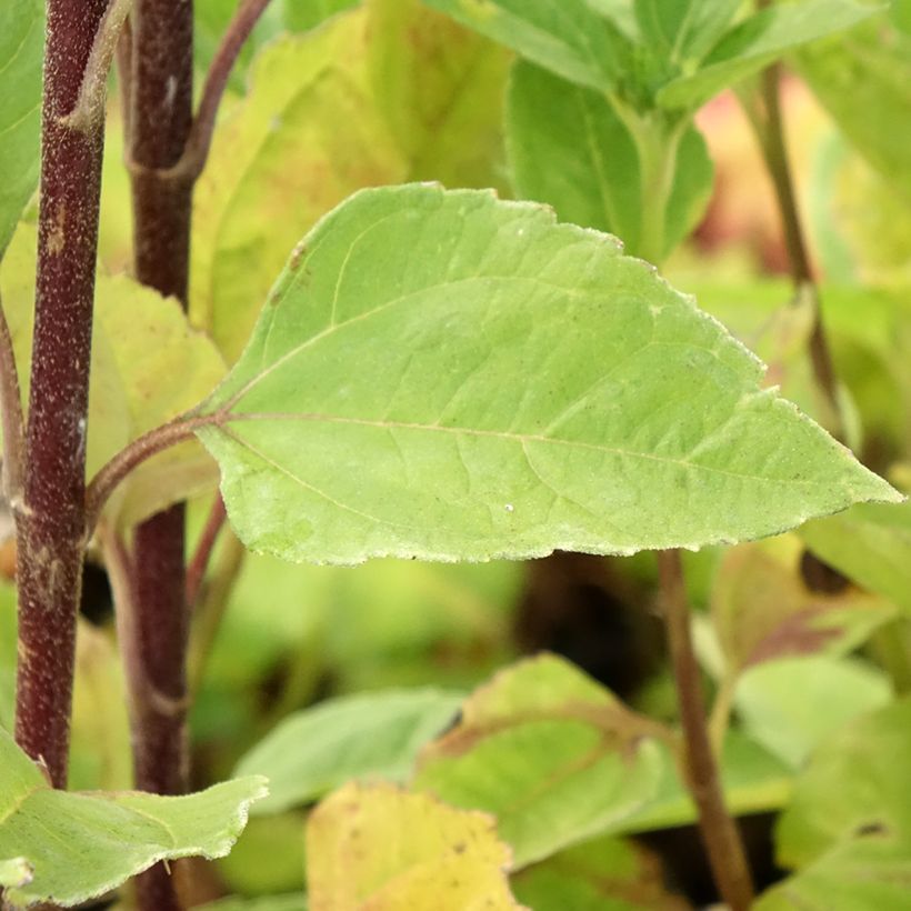 Helianthus Sunshine Daydream - Soleil vivace (Foliage)