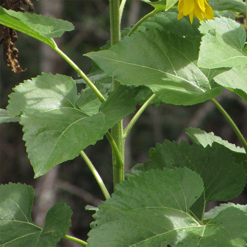 Graines de Tournesol Valentine - Helianthus annuus (Foliage)