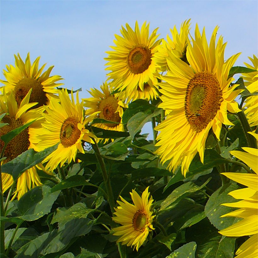 Graines de Tournesol Valentine - Helianthus annuus (Flowering)
