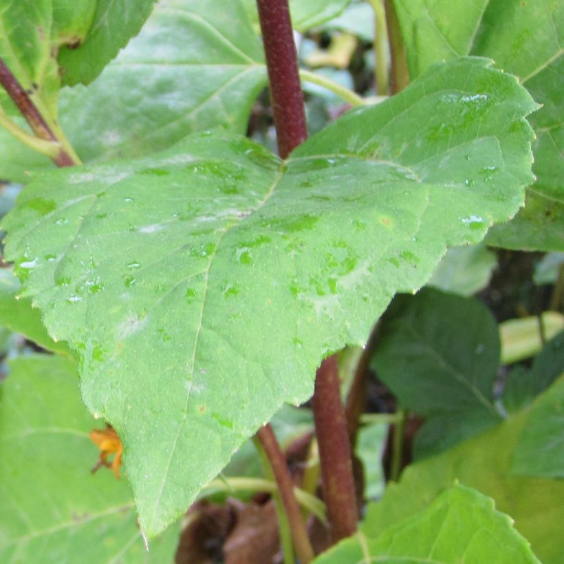 Helianthus decapetalus Plenus - soleil vivace double (Foliage)