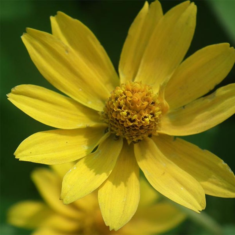 Helianthus microcephalus - Soleil vivace à petites fleurs (Flowering)