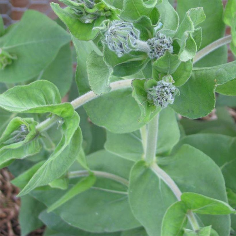 Helianthus mollis - Soleil vivace  (Foliage)