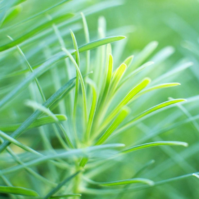 Helianthus salicifolius - Soleil Vivace (Foliage)