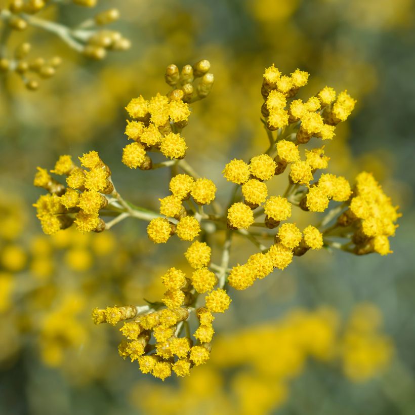 Helichrysum italicum - Plante-curry (Flowering)