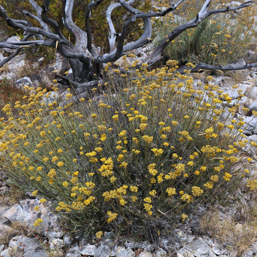 Helichrysum italicum - Plante-curry (Plant habit)