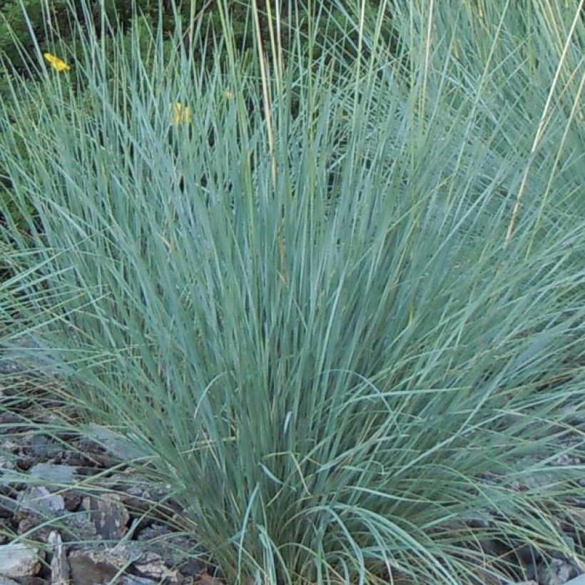 Avoine bleue - Helictotrichon sempervirens (Foliage)