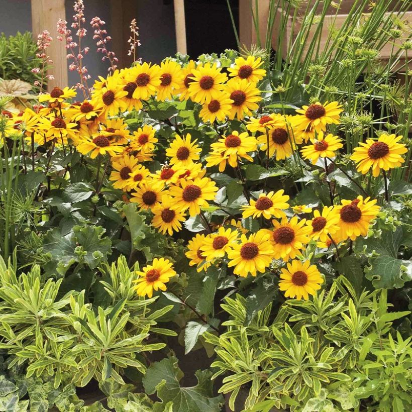 Heliopsis Punto Rosso (Plant habit)