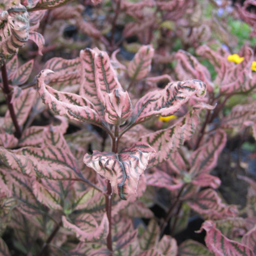 Heliopsis Summer Pink - Héliopsis faux hélianthe (Foliage)