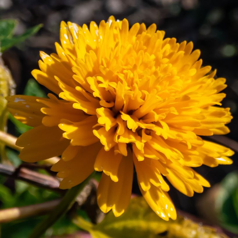 Heliopsis helianthoides Asahi - Héliopsis faux-héliante (Flowering)