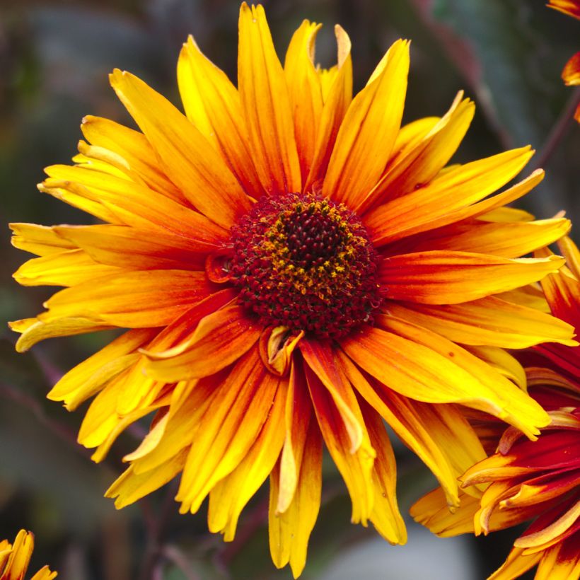 Heliopsis helianthoides Funky Spinner - Héliopsis faux-hélianthe (Flowering)