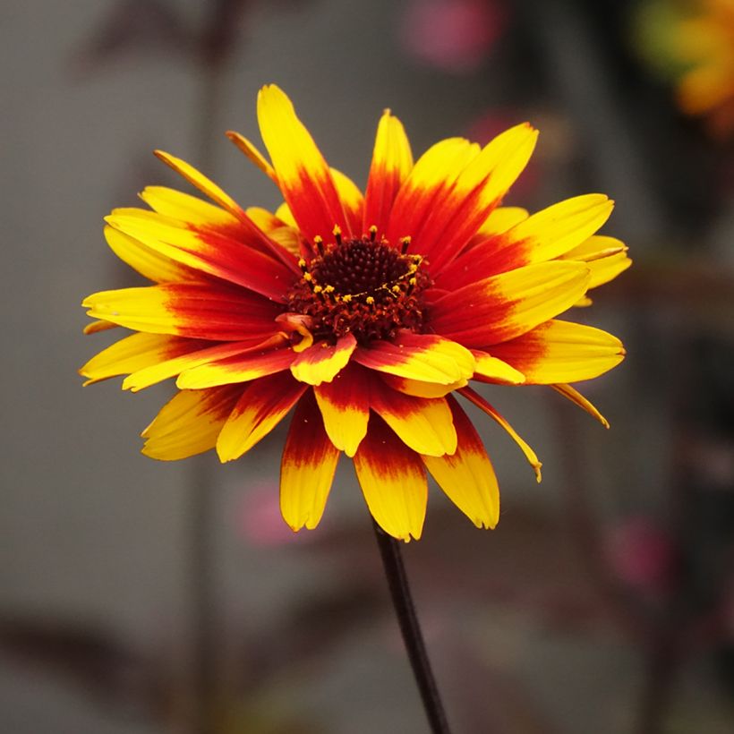 Heliopsis helianthoides Sparkling Contrast - Héliopsis faux-hélianthe (Flowering)