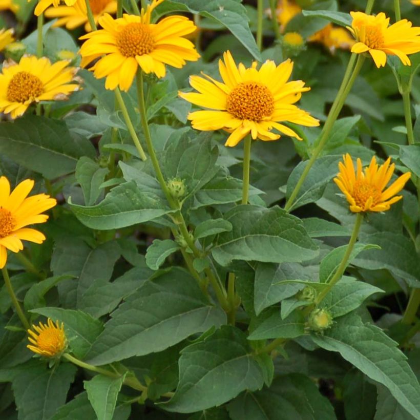 Heliopsis helianthoides Tuscan Sun - Héliopsis faux-hélianthe. (Foliage)