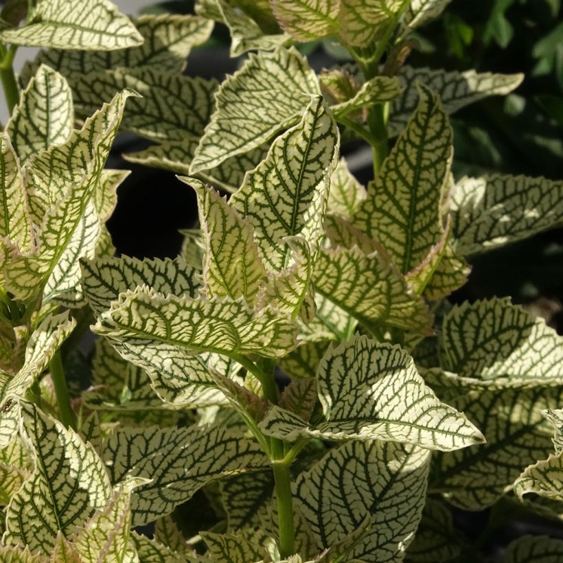 Heliopsis helianthoides Solar Flare - Héliopsis faux-héliante (Foliage)