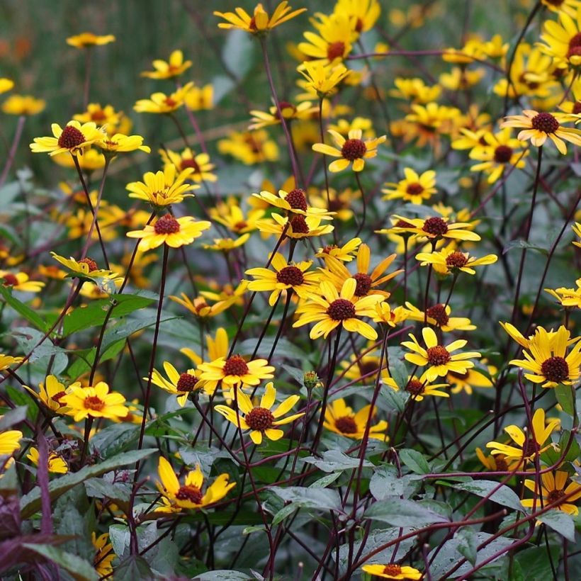 Heliopsis helianthoïdes var. scabra Summer Nights (Flowering)
