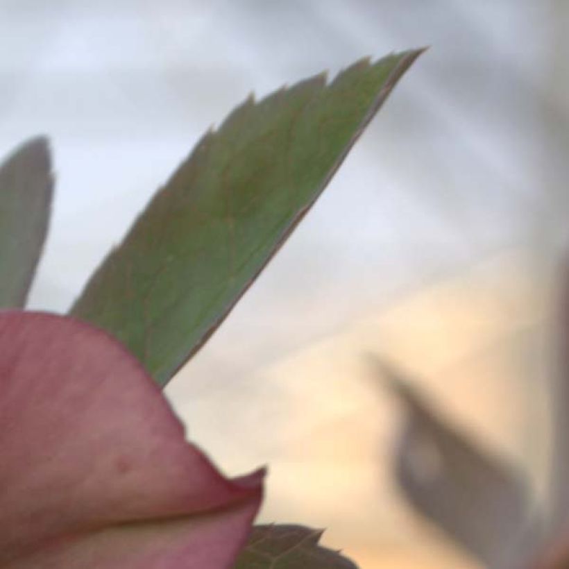 Helleborus abchasicus - Hellébore d'Abkhazie (Foliage)