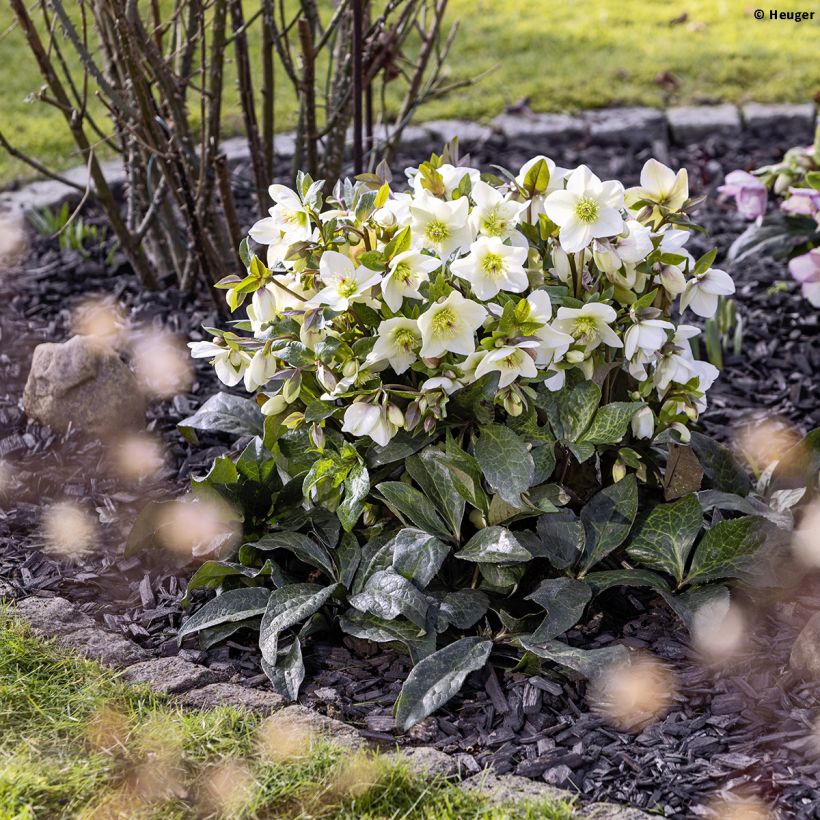 Hellébore HGC Ice n' Roses Mia Marble (Plant habit)