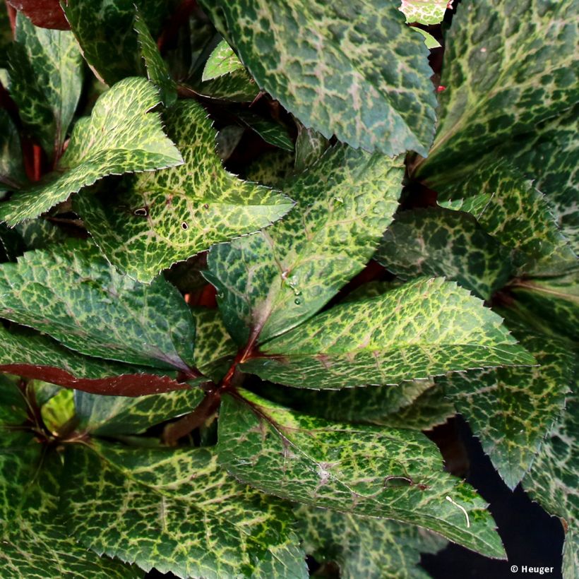 Hellébore HGC Ice n' Roses Mona Marble (Foliage)