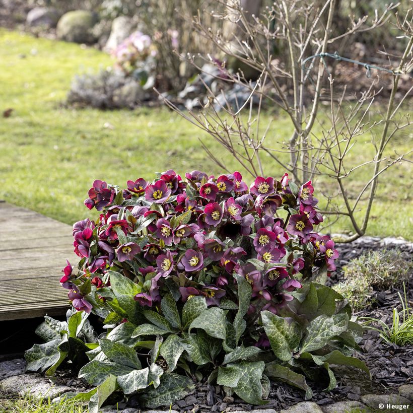 Hellébore HGC Ice n' Roses Mona Marble (Plant habit)