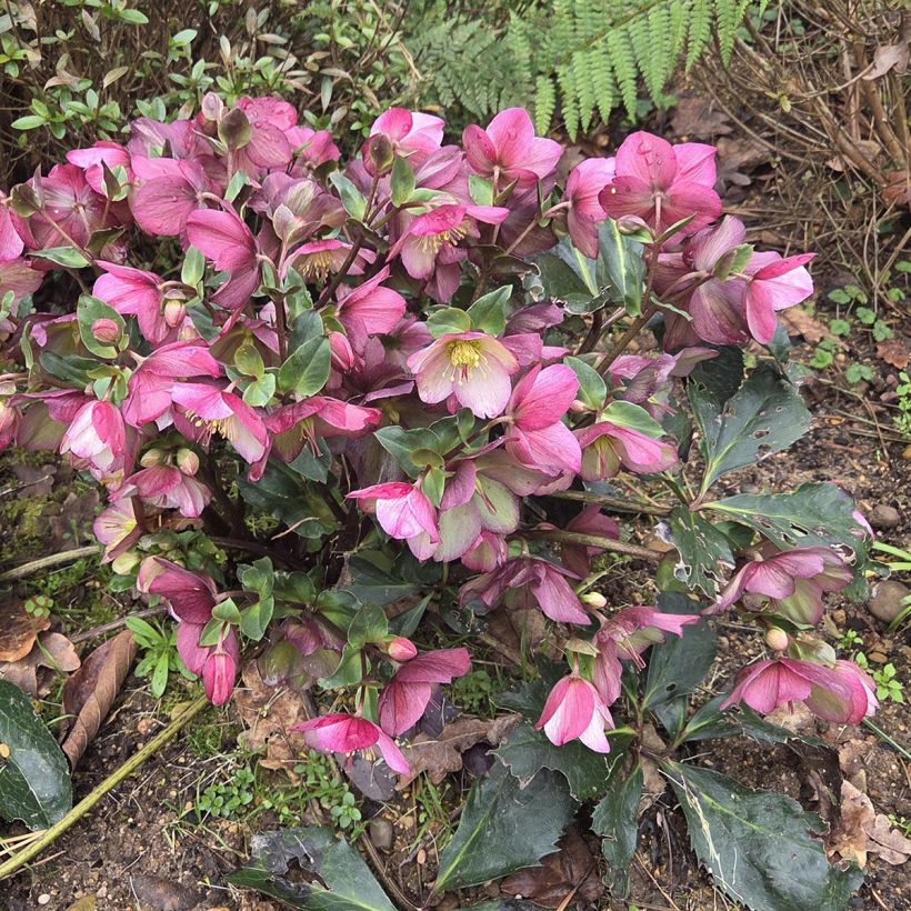 Hellébore Ice'n'Roses Picotee (Plant habit)