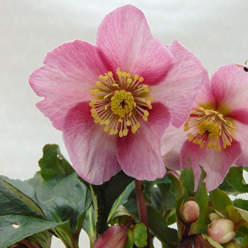 Hellebore Madame Lemonnier - Helleborus niger (x) orientalis (Flowering)
