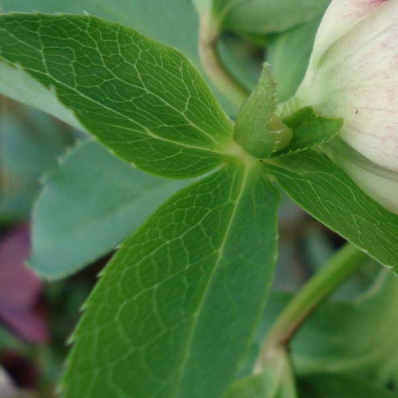 Hellébore hybridus Picotee (Foliage)