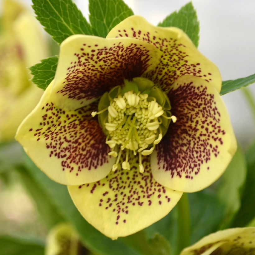 Hellébore orientale ViV Maeva (Flowering)