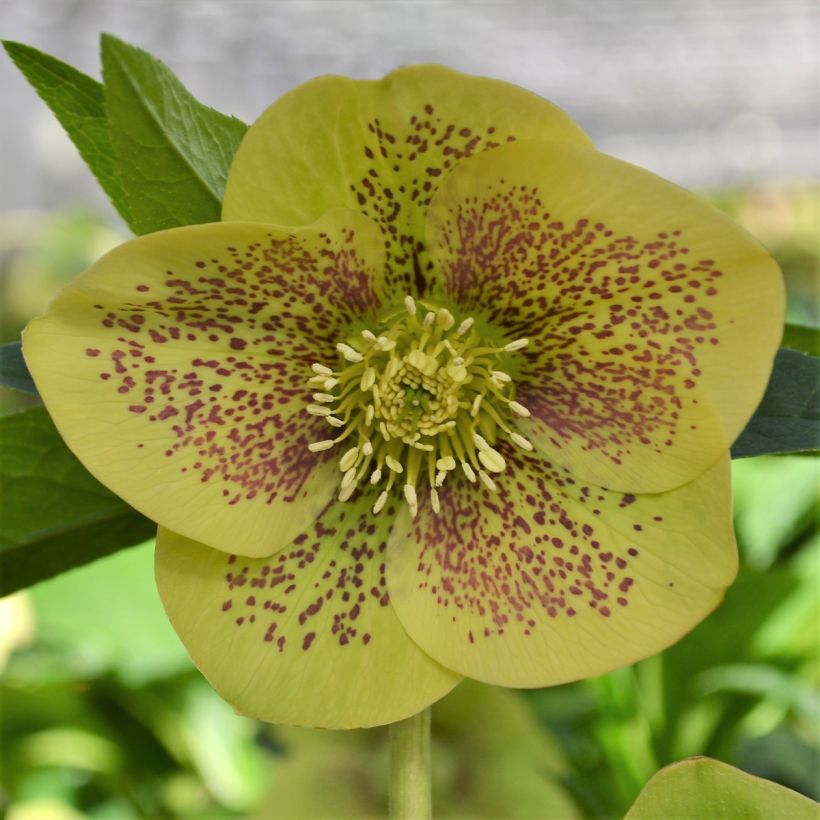 Hellébore orientale ViV Serafina (Flowering)
