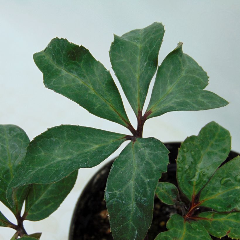Hellébore ballardiae Maestro (Foliage)