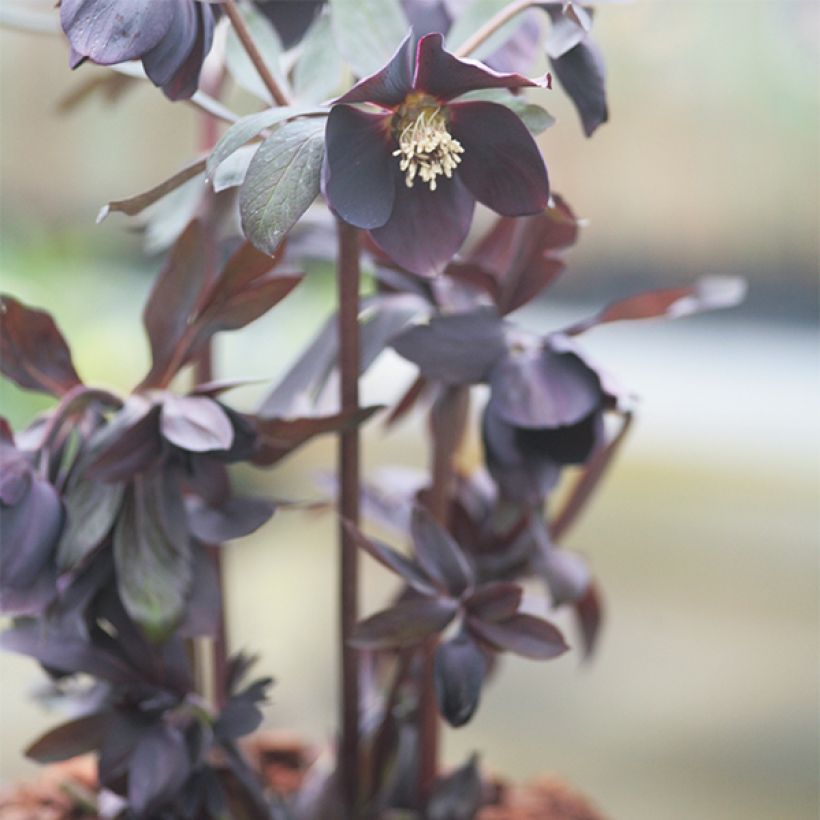Hellébore orientale Black Chocolate (Plant habit)