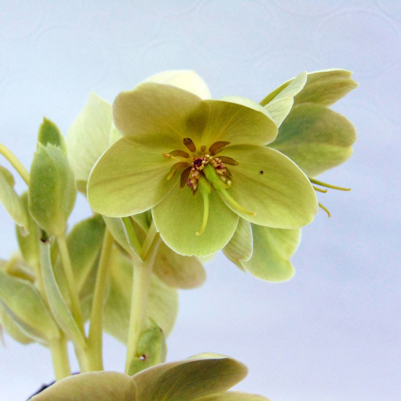 Hellébore de Corse - Helleborus argutifolius  (Flowering)