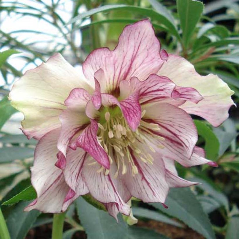 Hellébore orientale Double Picotée (Flowering)