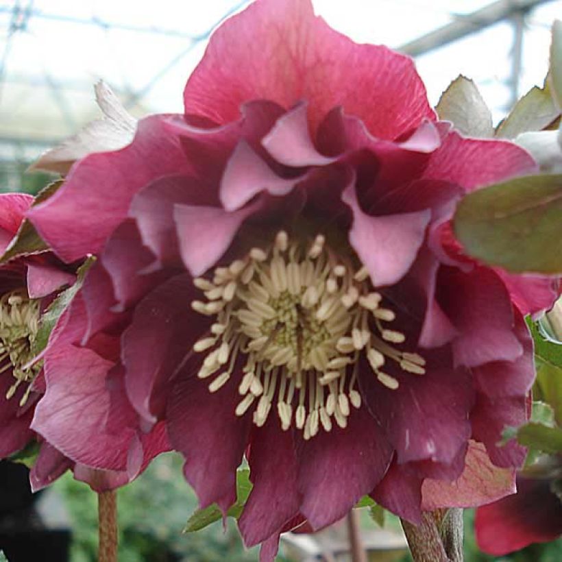 Hellébore orientale Double Rouge (Flowering)