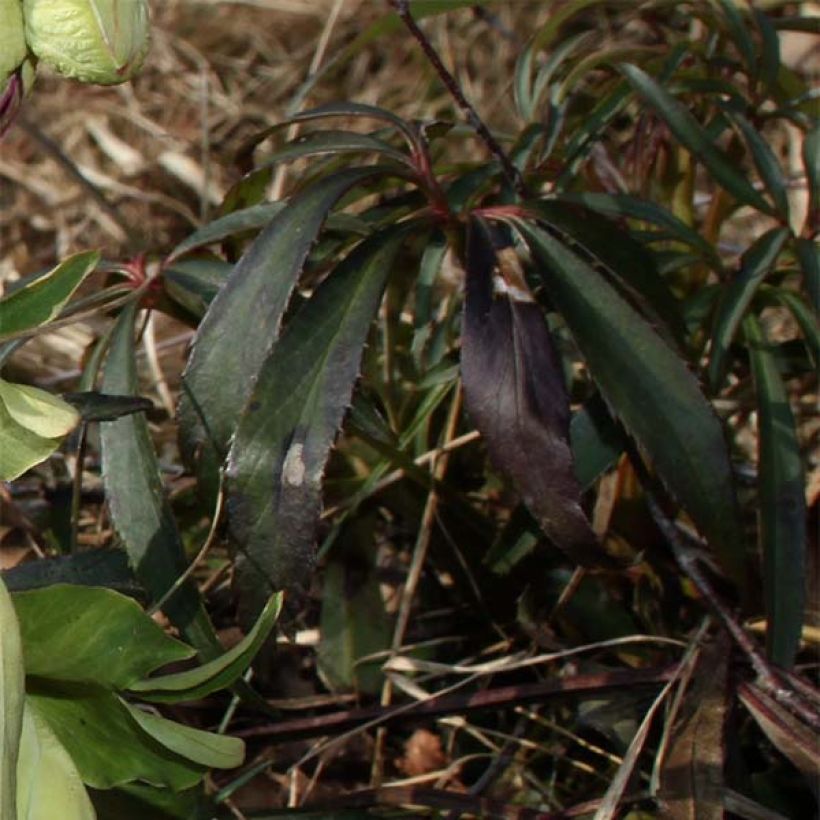 Hellébore foetidus Wester Flisk (Foliage)