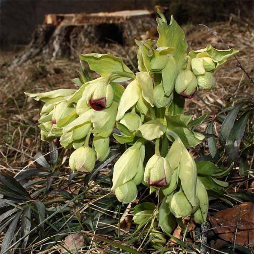 Hellébore foetidus Wester Flisk (Flowering)