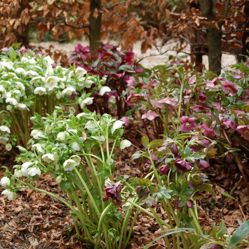 Hellébore hybridus Ballard s Group (Plant habit)