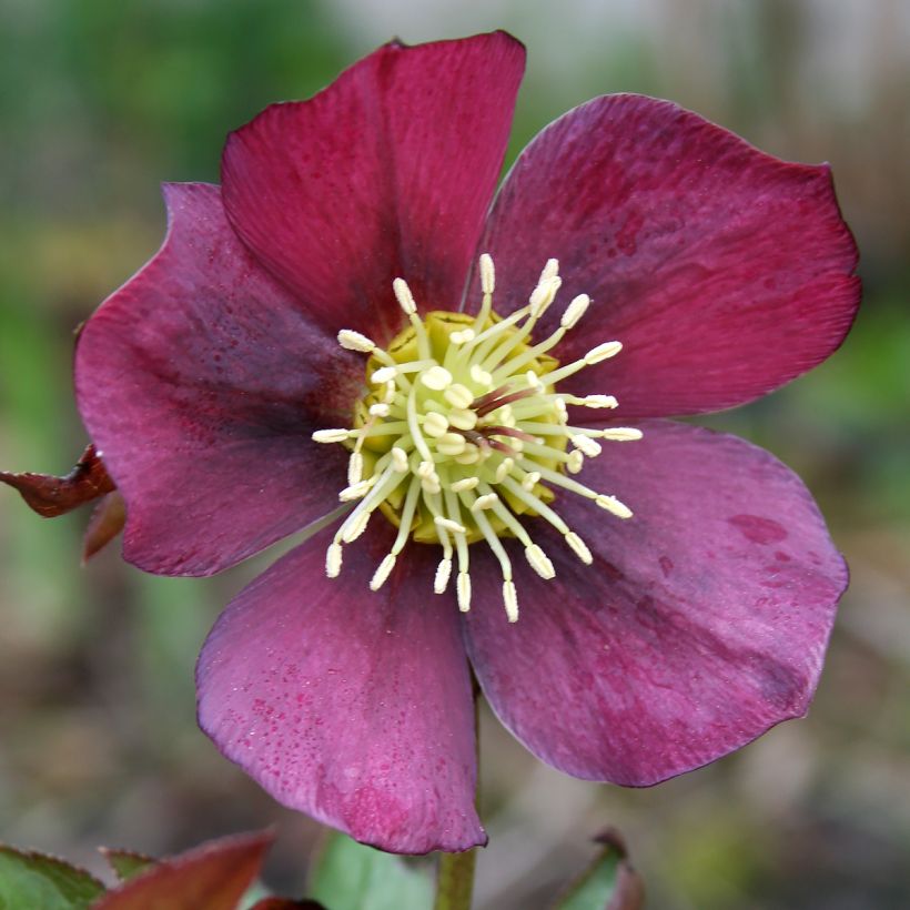 Hellébore hybridus Metallic Blue (Flowering)