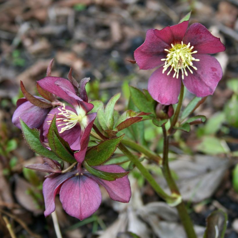 Hellébore hybridus Metallic Blue (Plant habit)