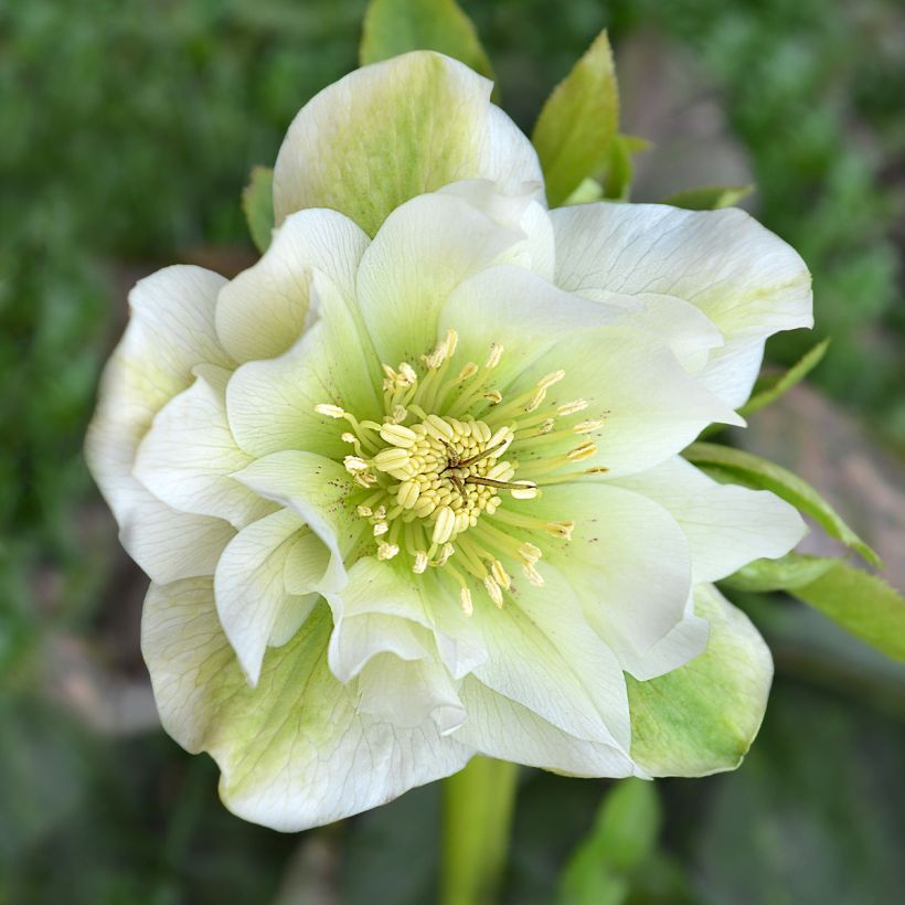 Hellébore hybridus Mrs Betty Ranicar (Flowering)