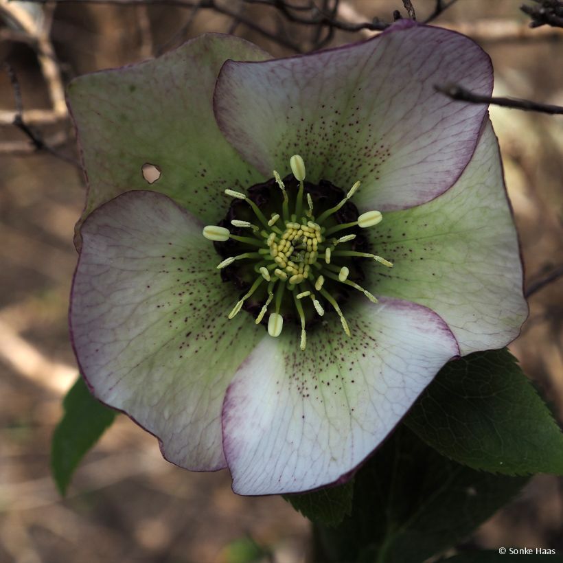 Hellébore hybridus Picotee (Flowering)