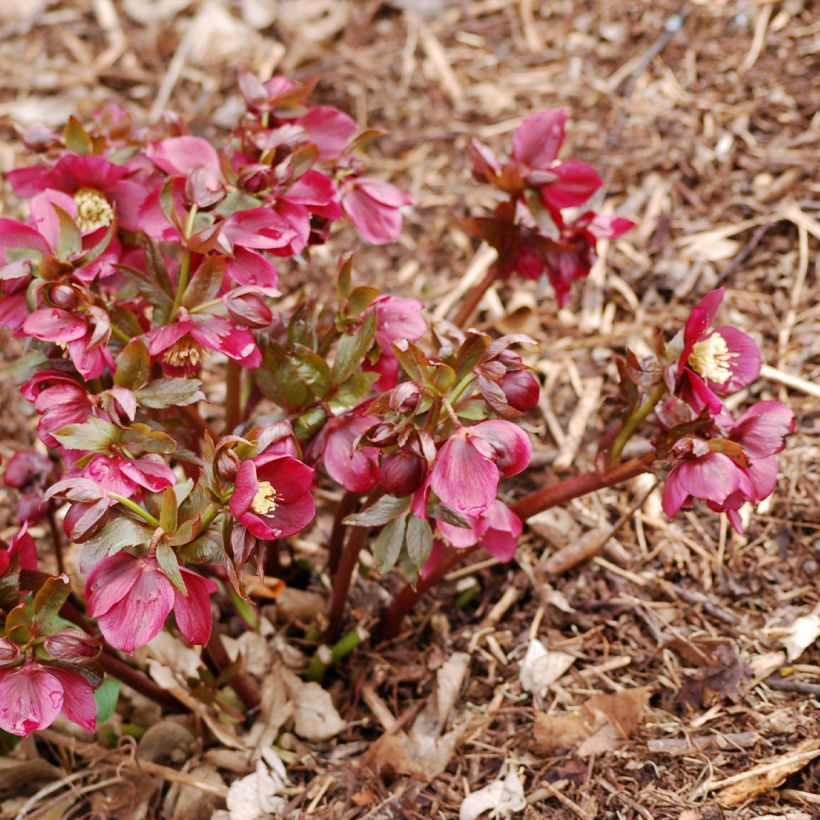 Hellébore hybridus Vesta (Plant habit)