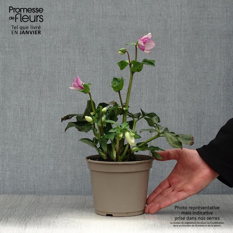 Example of Hellébore lemperii Liara Pot de 2L/3L as you get in hiver