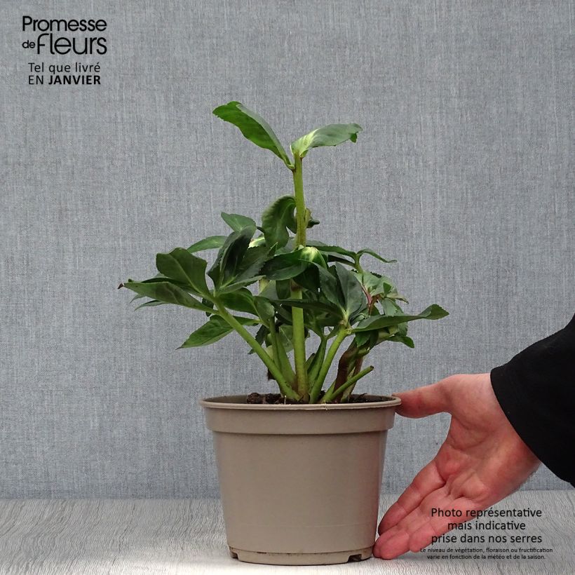Example of Hellébore lemperii Linda Pot de 2L/3L as you get in hiver